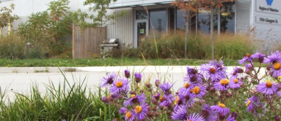 The image shows a foreground of vibrant purple flowers and green grass with a blurred background of a modern building and pavement under a cloudy sky.