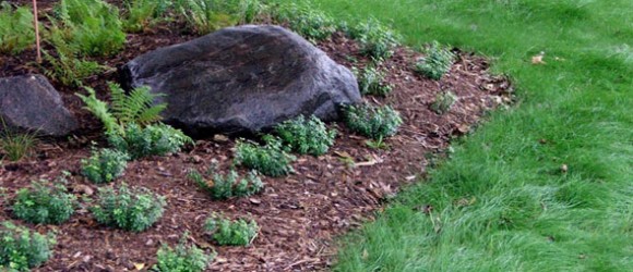 The image shows a landscaped garden bed with small green shrubs and large rocks, bordered by lush grass and covered with mulch.