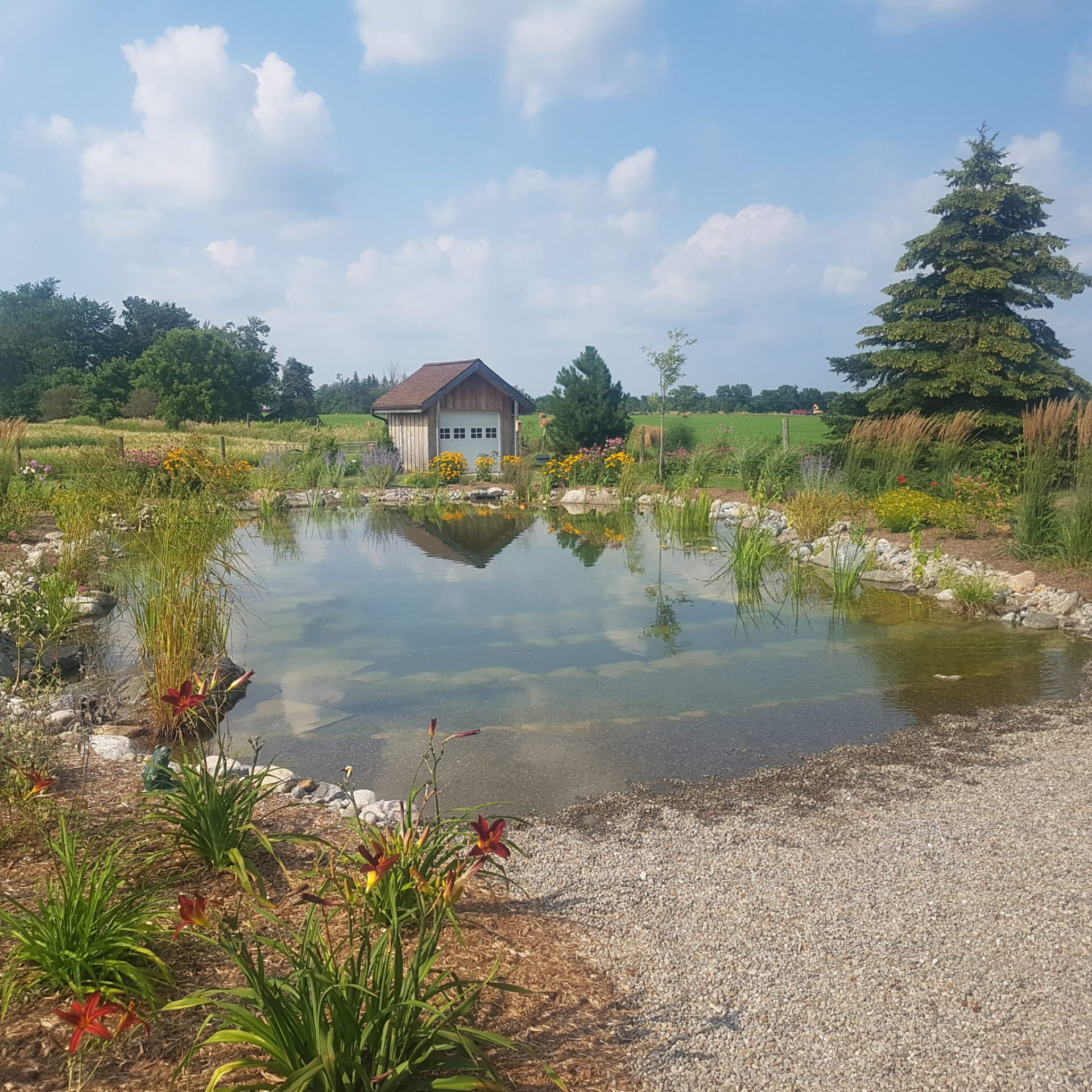 Natural swimming pond