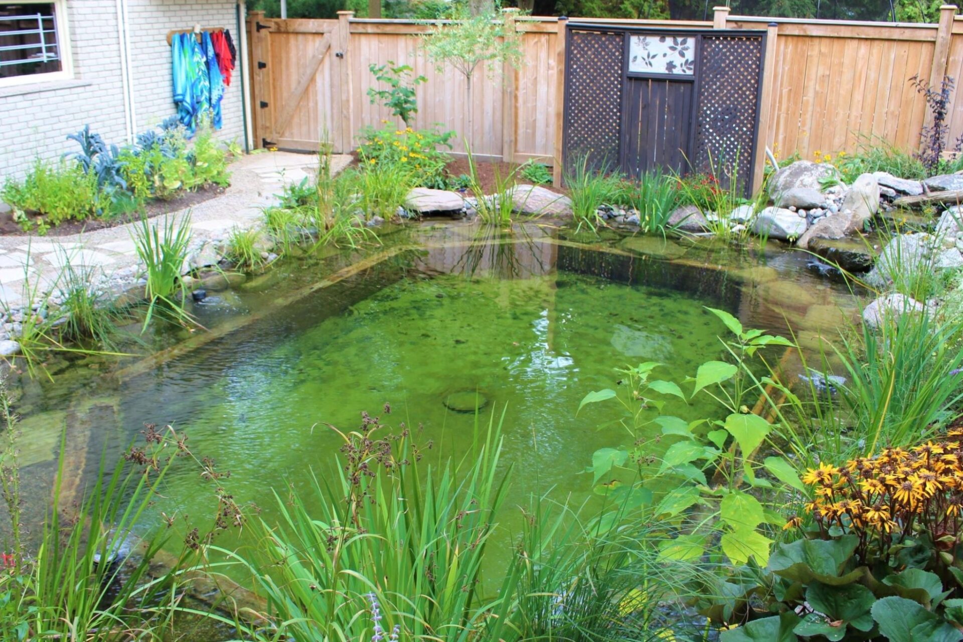 backyard koi pond ayr