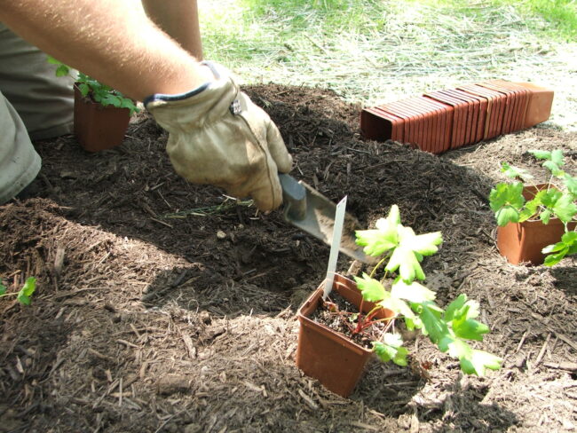 A person wearing a glove is gardening, using a trowel near a young plant in a pot, with more pots and soil visible.