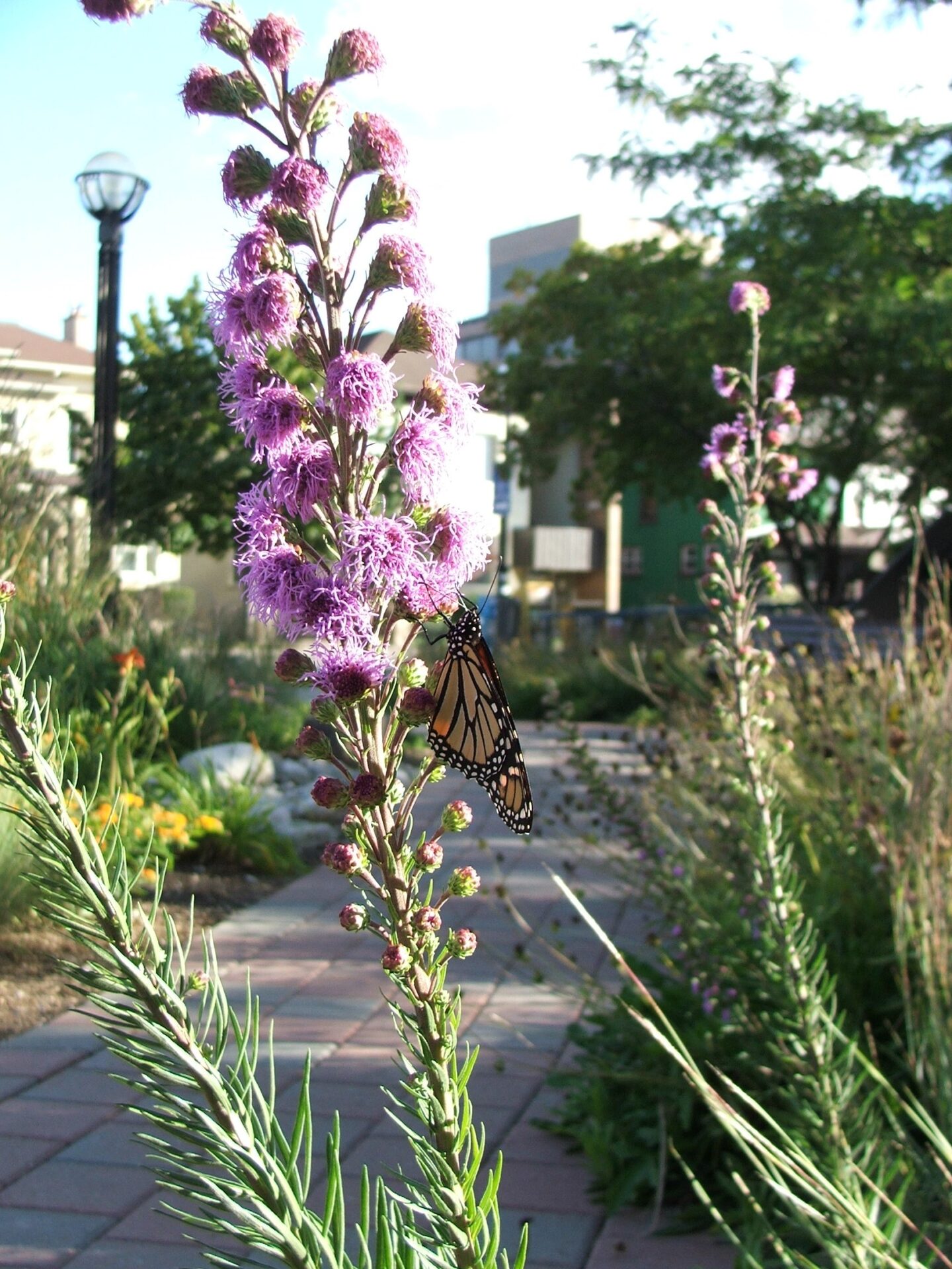 A monarch butterfly perches on a purple-flowered plant in a garden with a walkway, greenery, a lamp post, and buildings in the background.