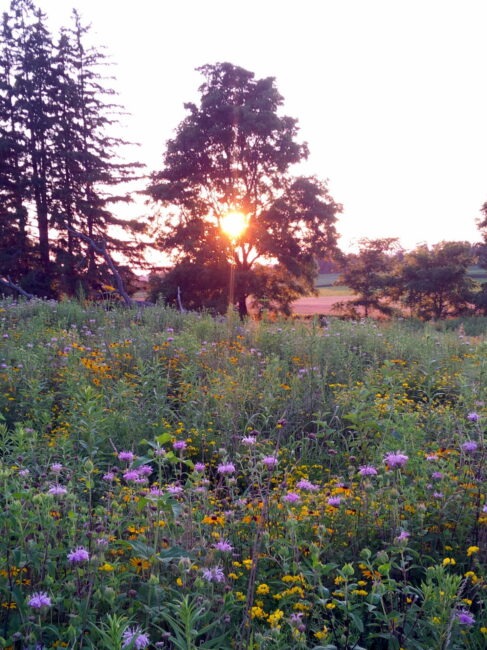 A vivid sunset peeks through a large tree, casting a warm glow over a lush meadow filled with yellow and purple wildflowers.