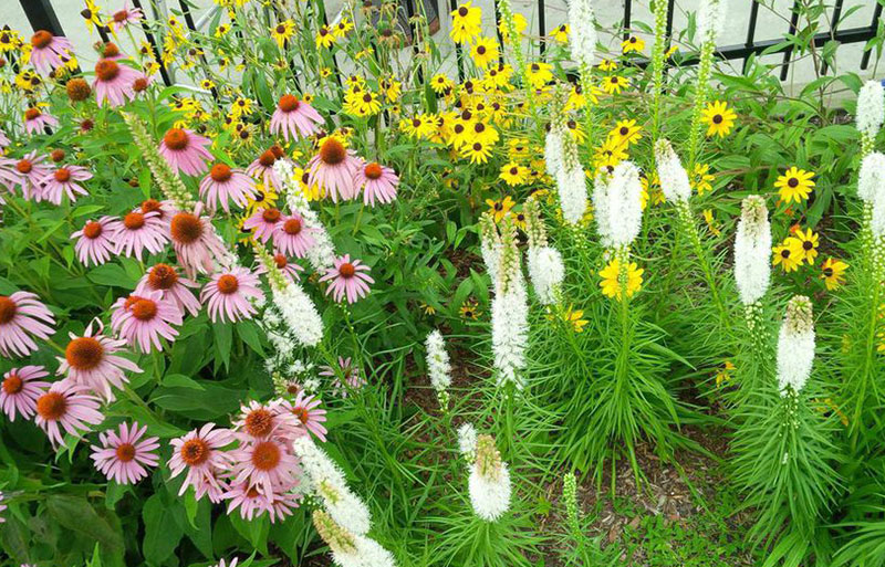 The image shows a vibrant garden with pink coneflowers, yellow Black-eyed Susans, and tall white spikes of what could be liatris, against green foliage.