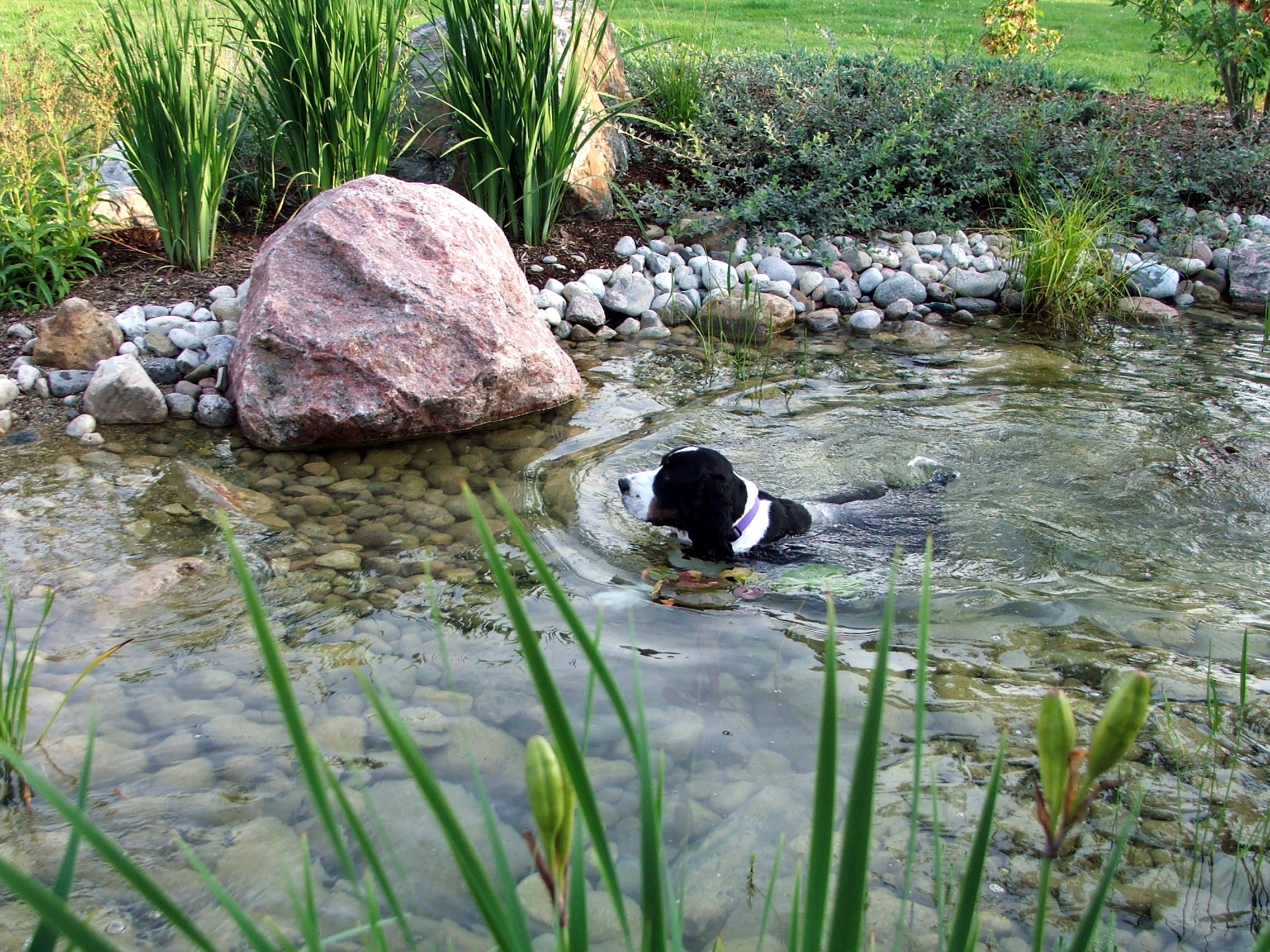 A black and white dog swims in a clear pond surrounded by rocks and greenery, with a large boulder and plants in the background.