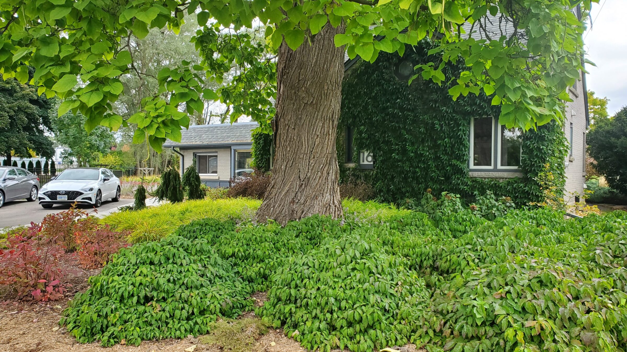 A lush garden with a large tree and ivy-covered house, complemented by varied greenery and a parked car on a driveway under a clear sky.