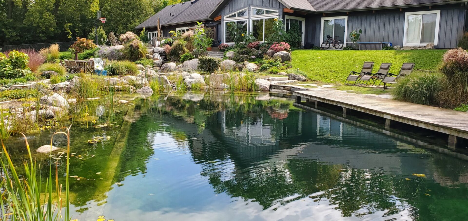 A serene garden pond with a wooden walkway, reflecting trees, surrounded by lush landscaping and rocks, adjacent to a cozy home with large windows.