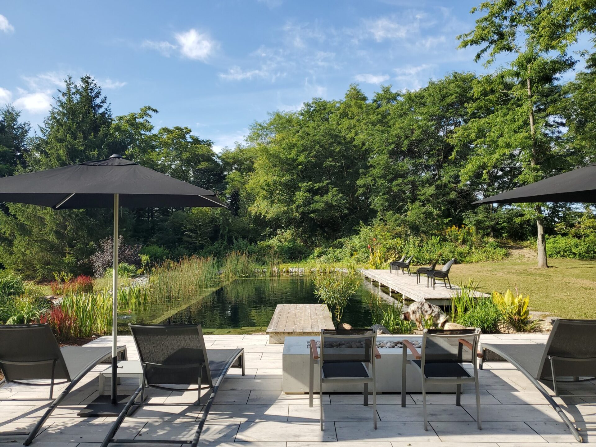 A serene outdoor setting with a natural swimming pond, surrounded by lush greenery, lounge chairs, and shaded by large umbrellas on a sunny day.