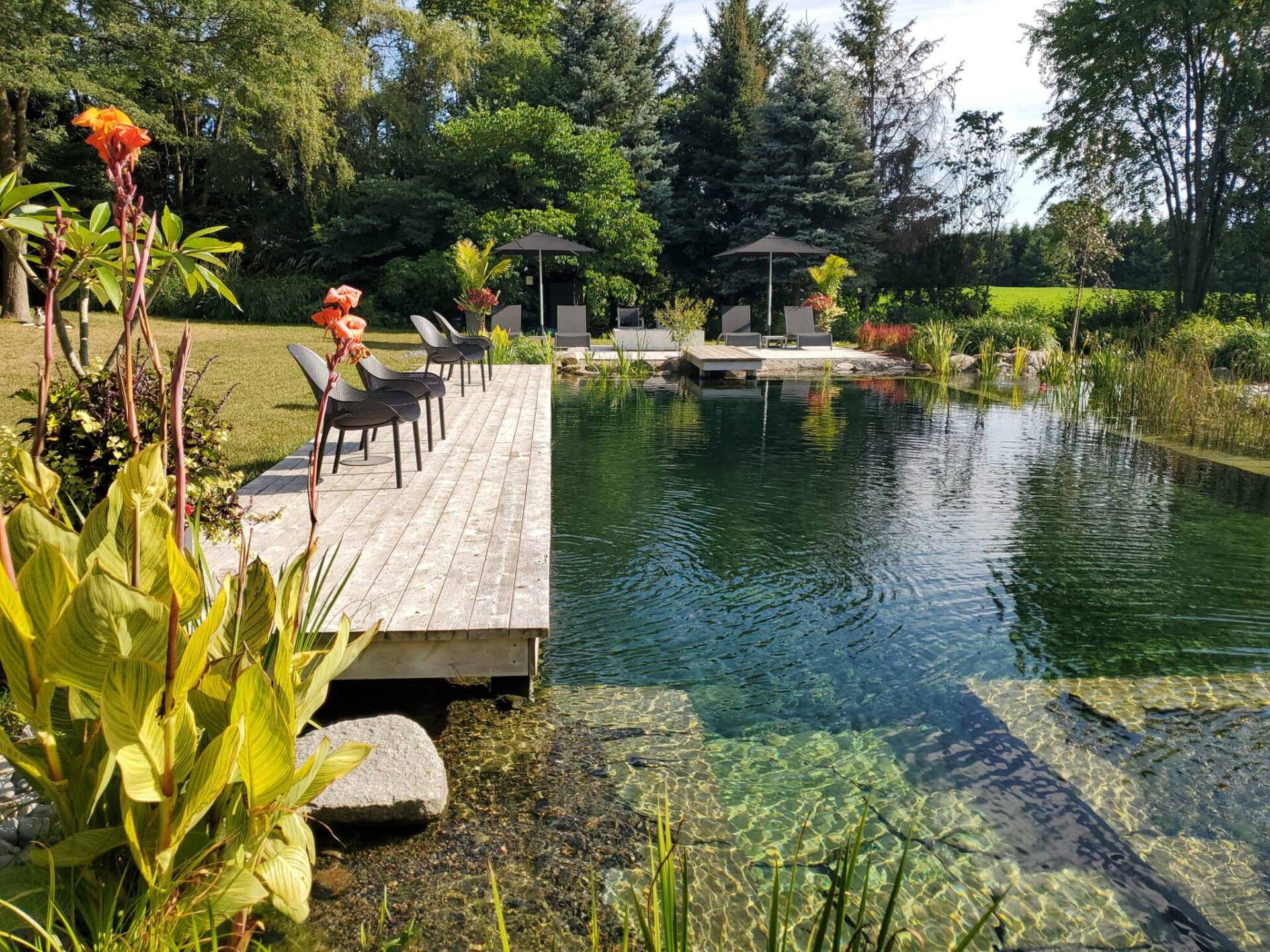 An idyllic natural swimming pond with clear water, surrounded by lush greenery, deck chairs on a wooden dock, and a gazebo in the distance.