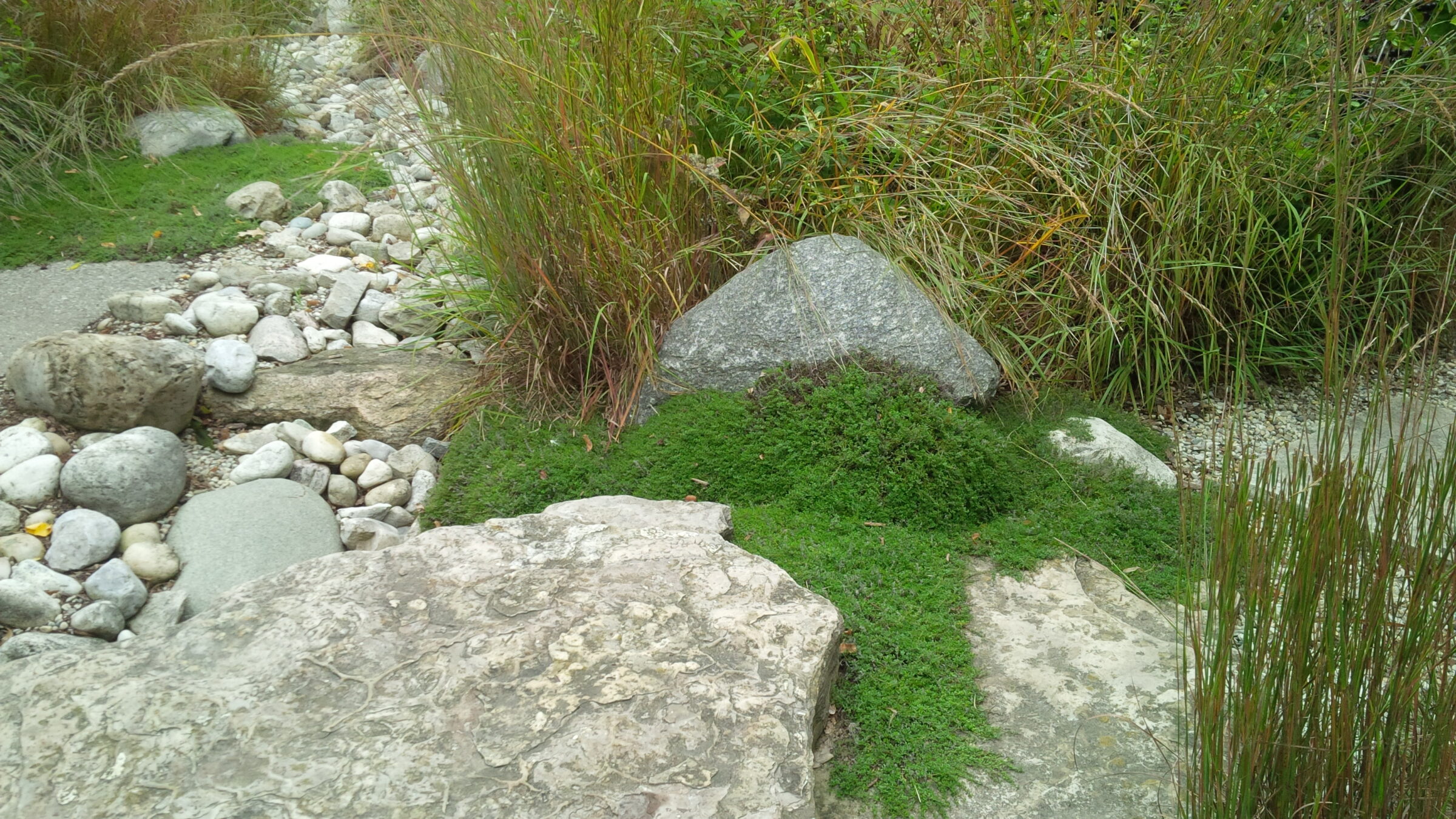 A natural landscape with various rocks, green grass, and tall reeds. A path meanders through, suggesting a tranquil outdoor setting.