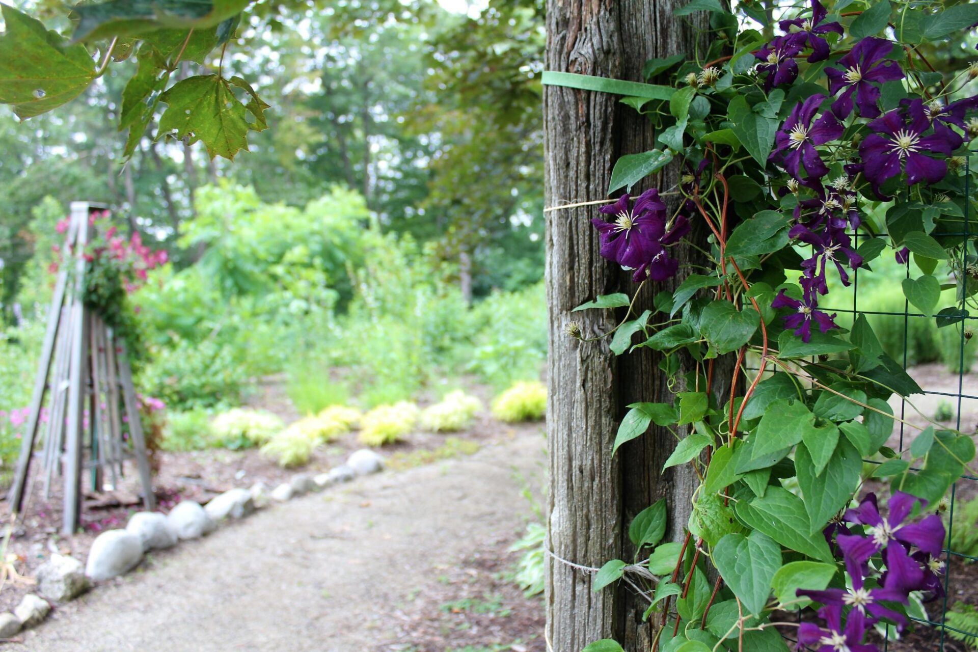 A garden path bordered by rocks and shrubs. A wooden post with blooming purple clematis in focus. A blurred trellis with pink flowers in the background.