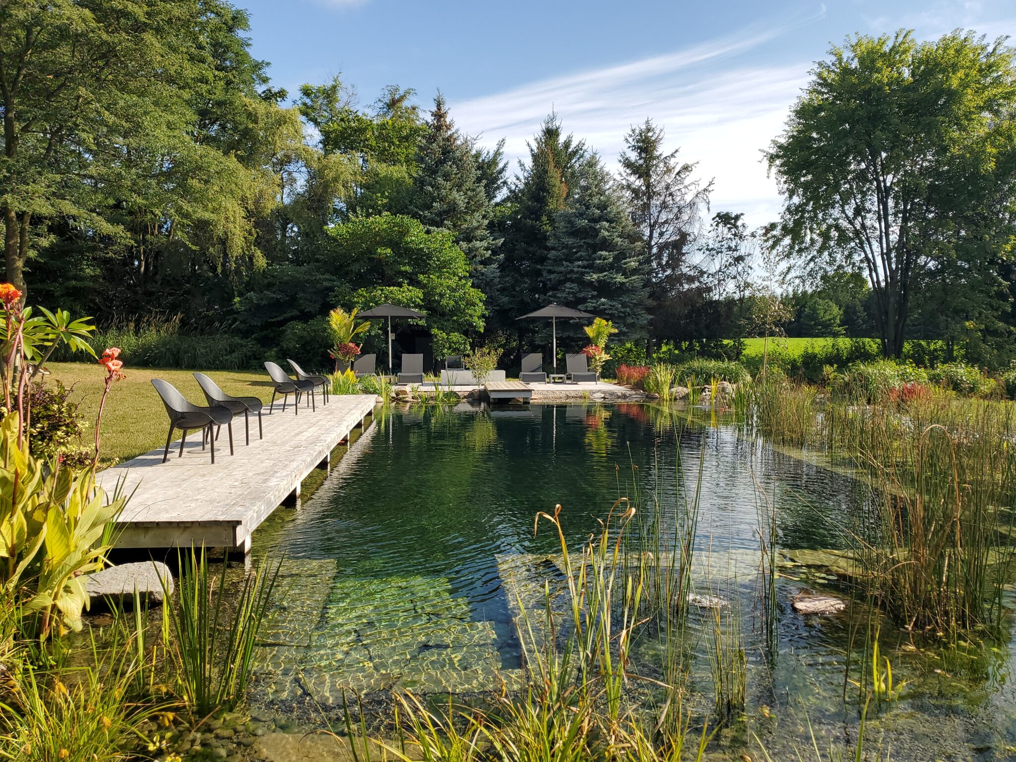 A tranquil natural swimming pool surrounded by lush greenery, with a wooden deck, lounging chairs, and a gazebo on a sunny day.