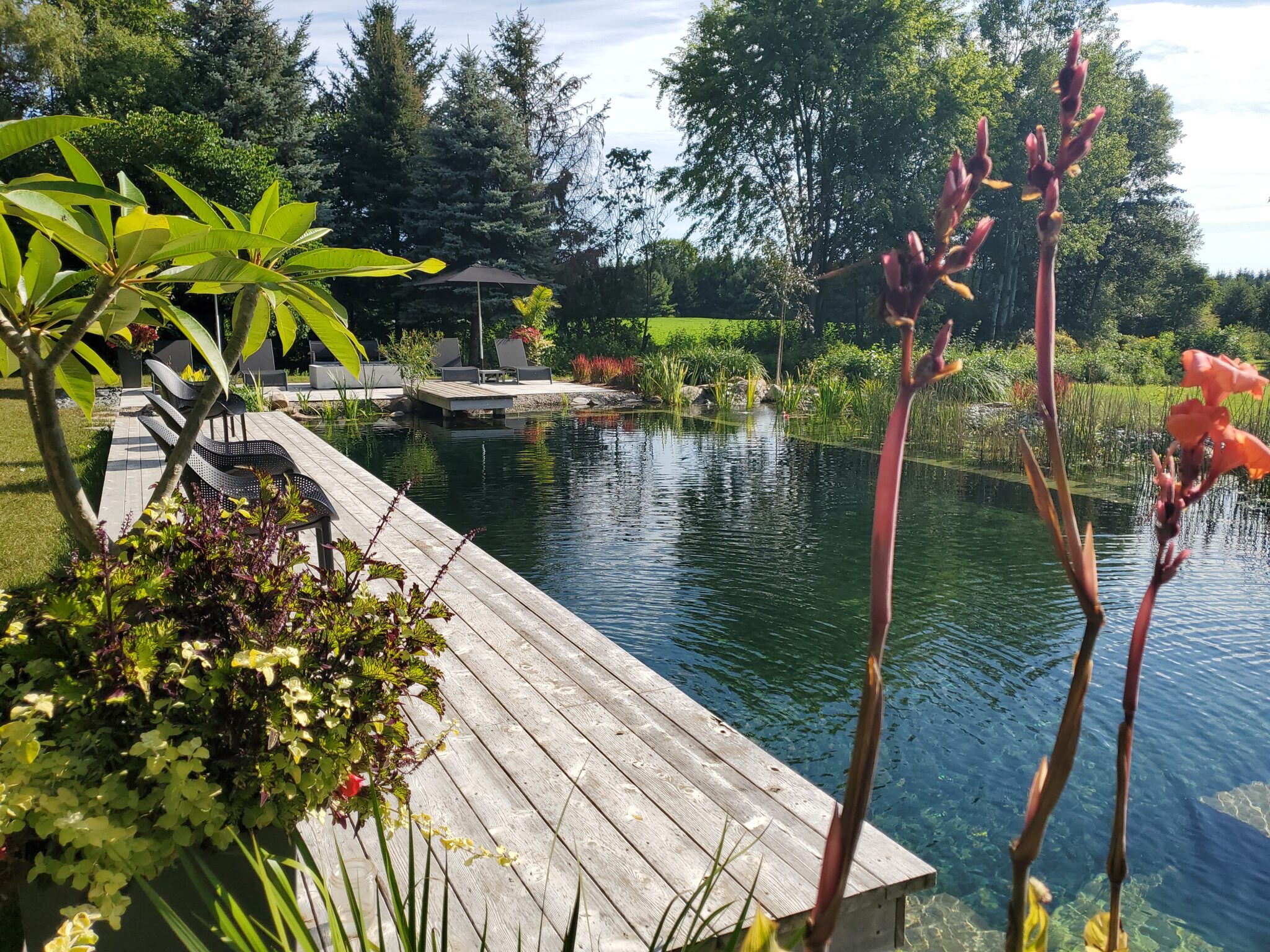 This image shows a serene garden pond with a wooden walkway, lush plants, lounging chairs under a gazebo, and a clear blue sky above.