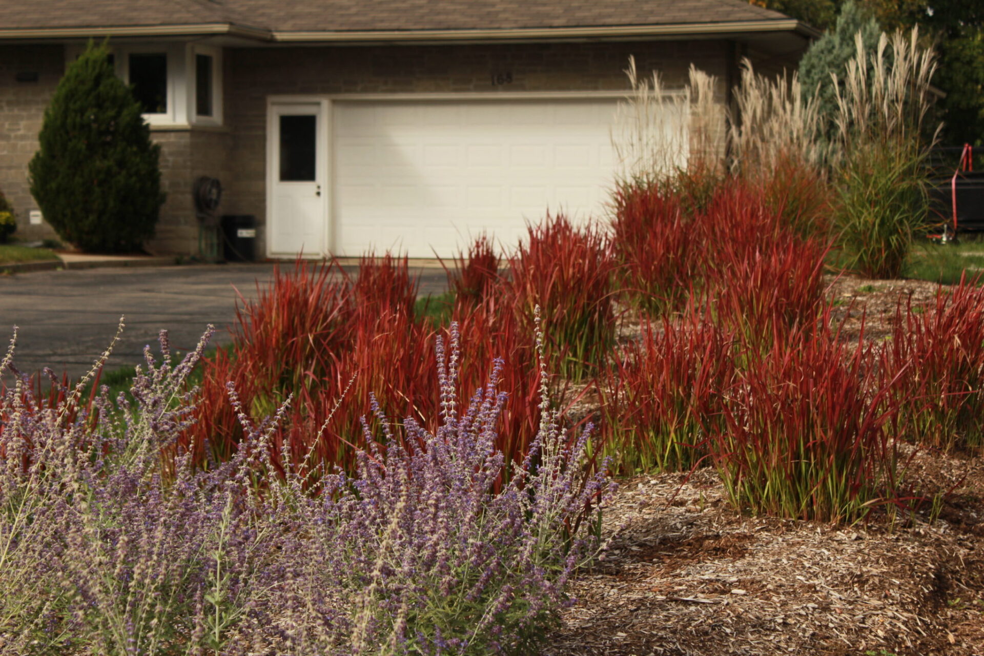 This image displays a front yard with purple and red ornamental grasses in focus, in front of a house with a white garage door.