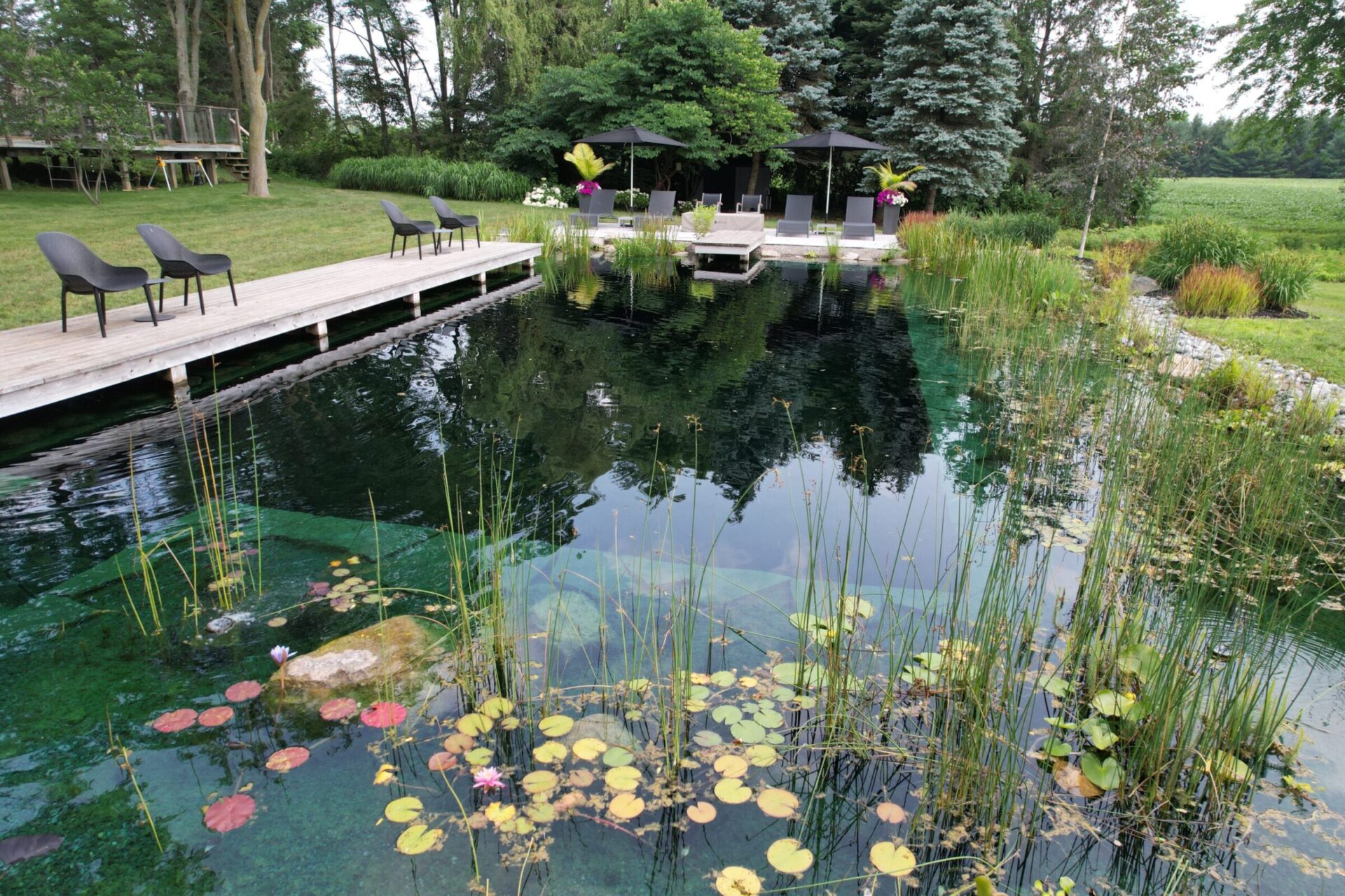 This image shows a tranquil natural swimming pond with clear water, surrounded by lush greenery, a wooden deck, lounge chairs, and a shaded seating area.