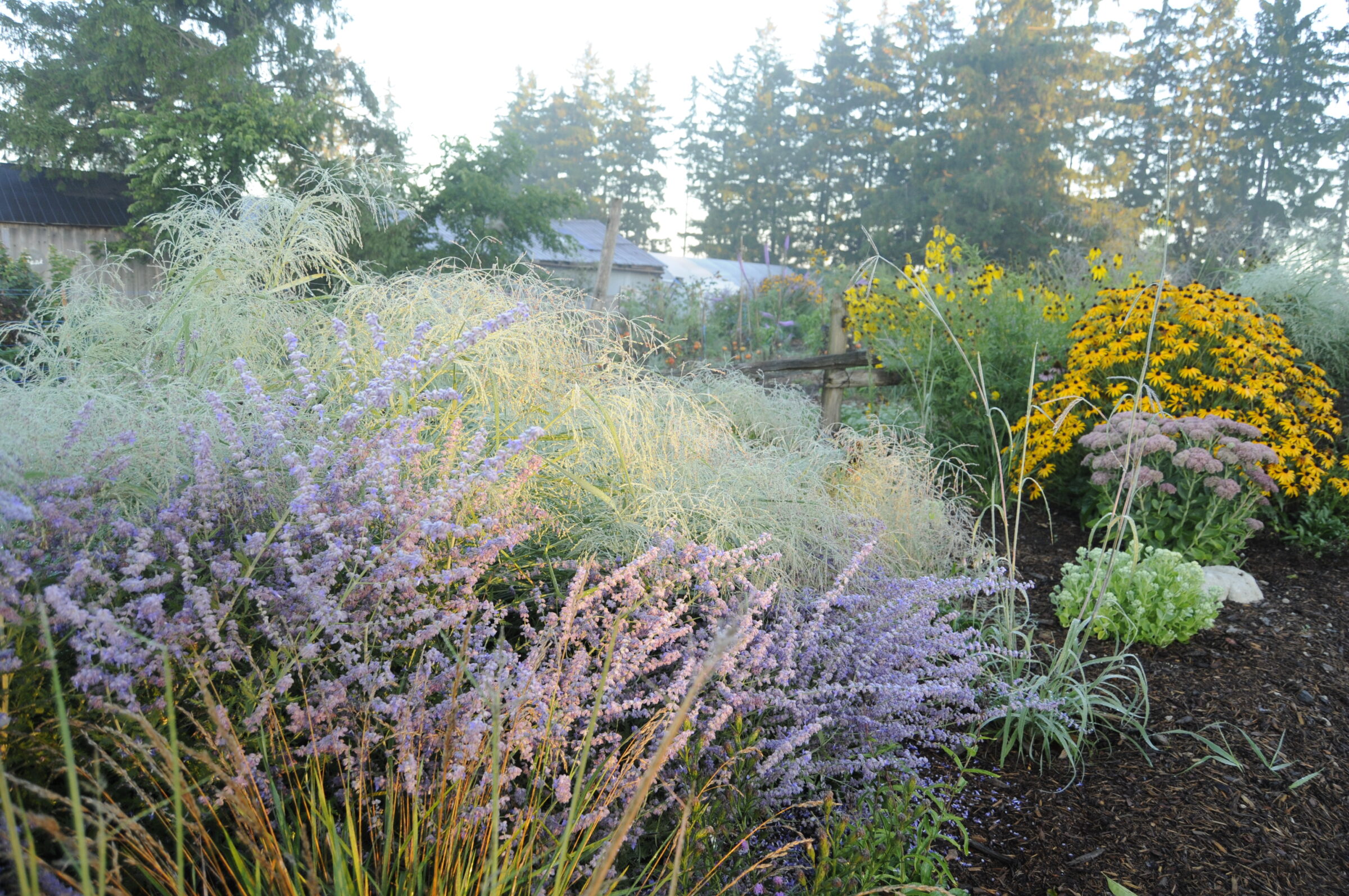 A lush garden with a variety of flowering plants in purple, yellow, and green hues surrounded by trees under a soft, hazy sky.