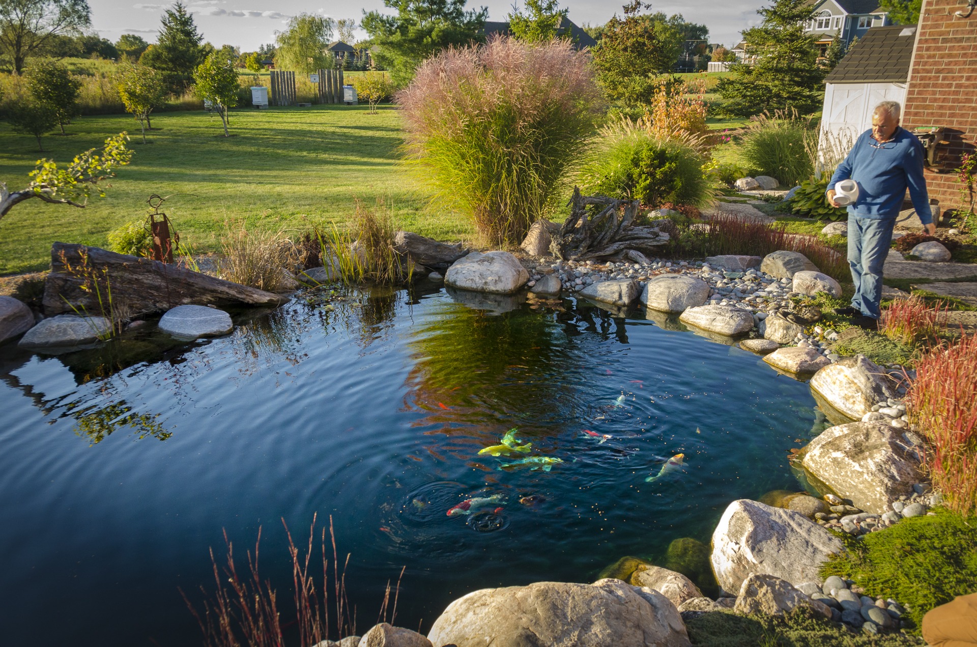 A person is standing by a beautifully landscaped pond with koi fish, surrounded by rocks and grass, in a garden with a clear blue sky overhead.