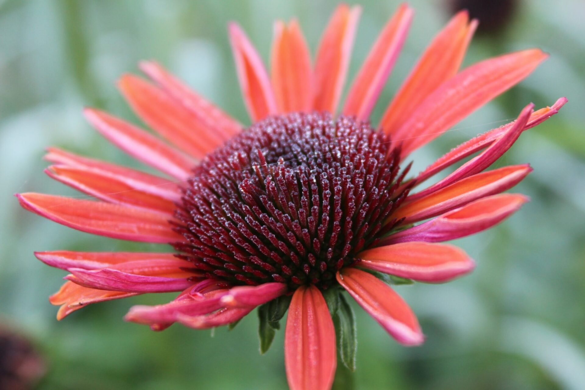 A vibrant red-orange flower with a dark, textured center against a soft-focused green background. The petals are long, slender, and slightly drooping.