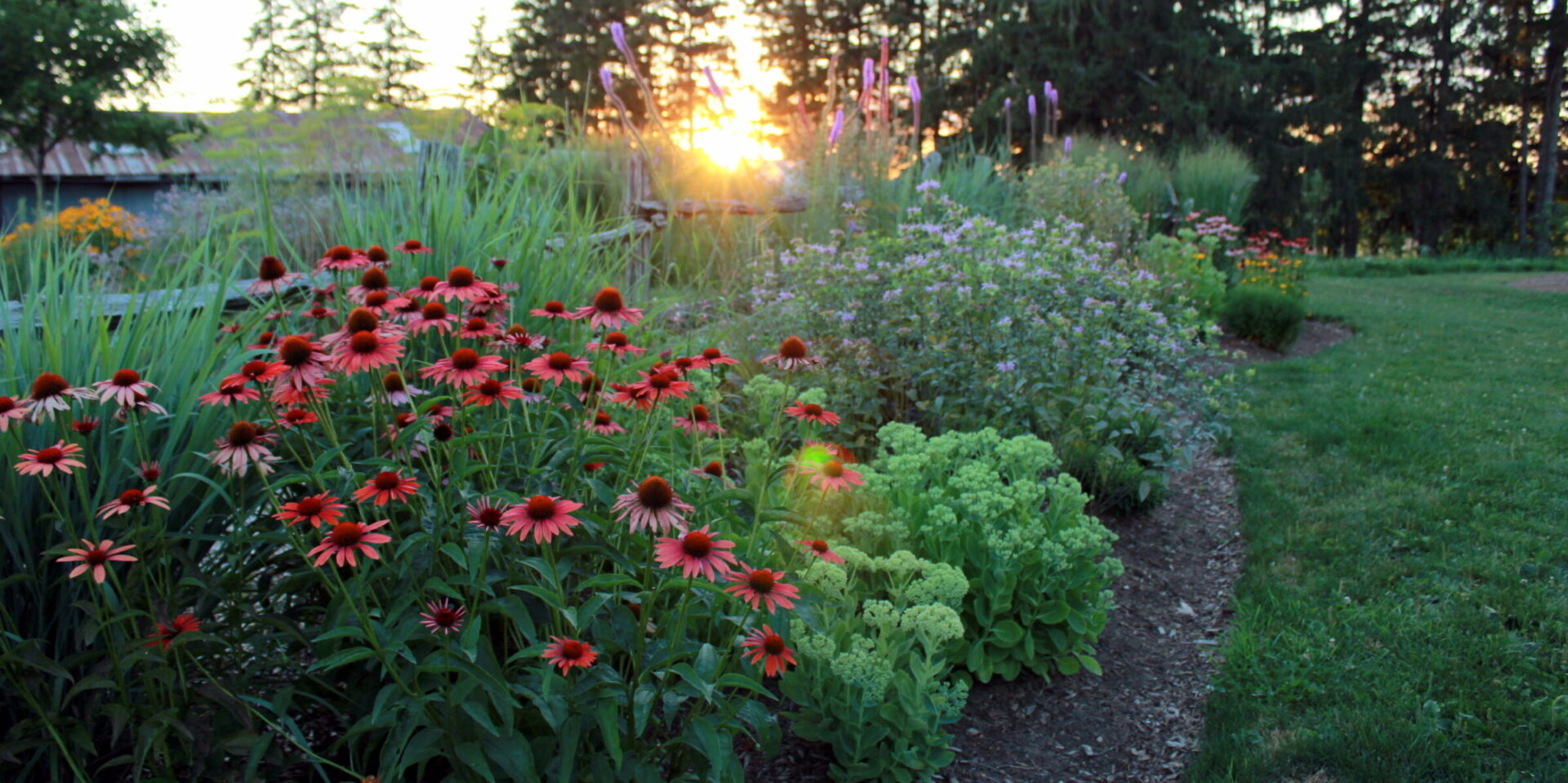 A lush garden at sunset with vibrant red coneflowers, green plants, and a meandering path leading through. The warm light gleams through trees in the background.