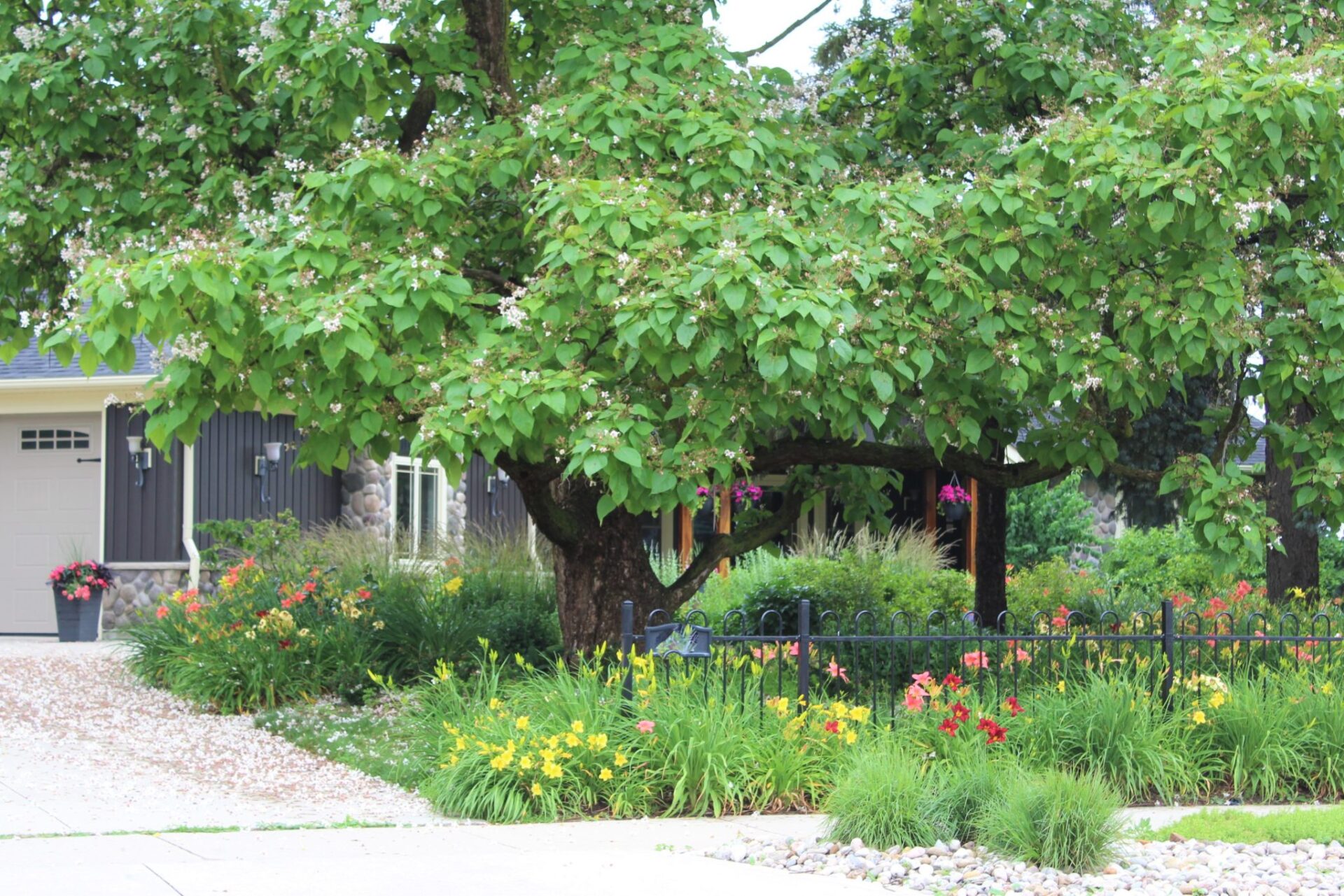 A flourishing garden with colorful flowers under a lush tree next to a gravel driveway, with a house and fence visible in the background.