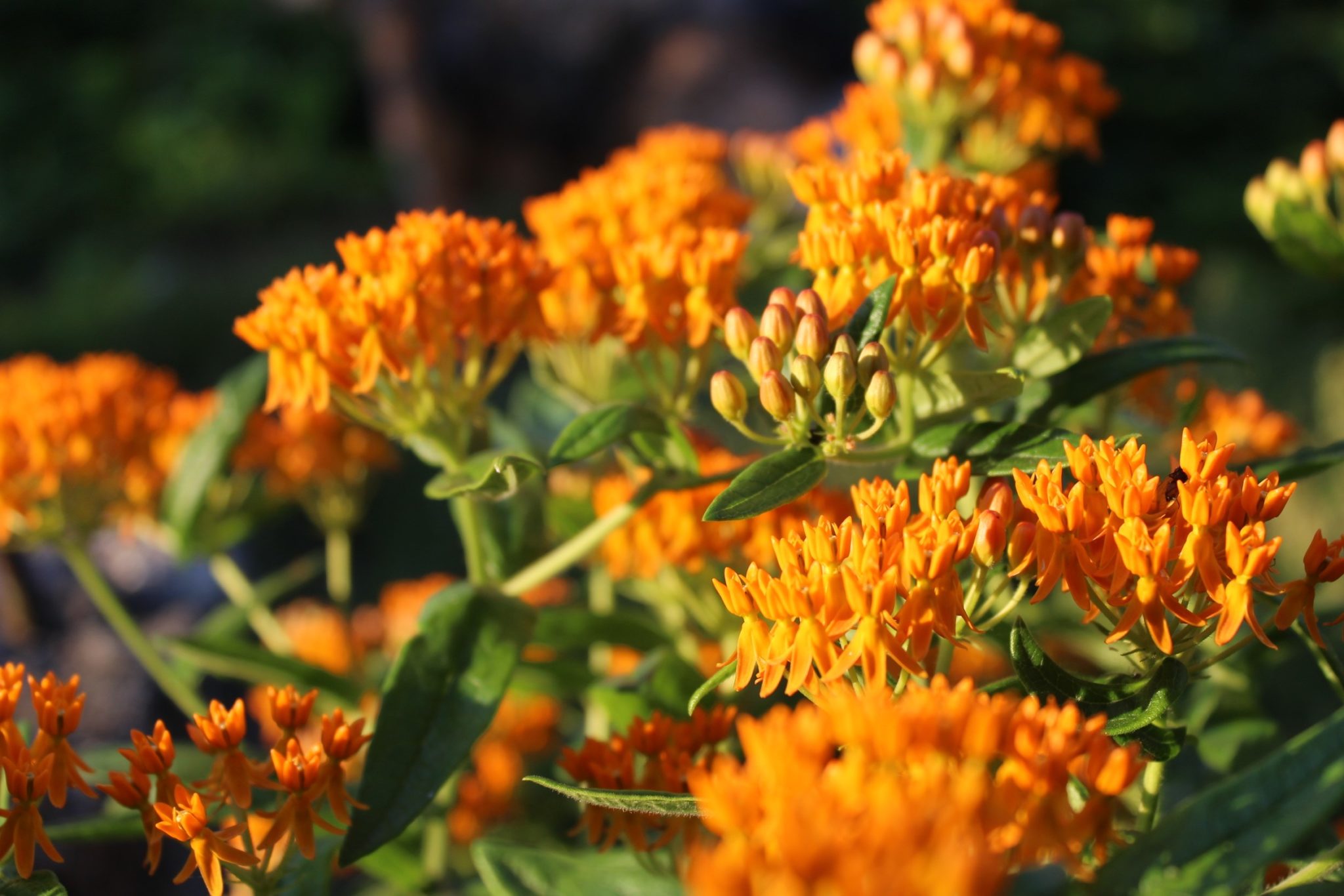 The image features a cluster of vibrant orange flowers with green leaves, bathed in soft sunlight, possibly in a garden setting.
