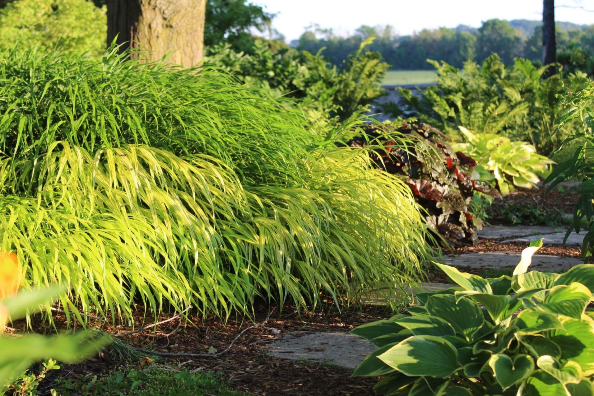 A lush garden with verdant foliage and variegated grass is bathed in warm sunlight, highlighting a tranquil path through a green landscape.