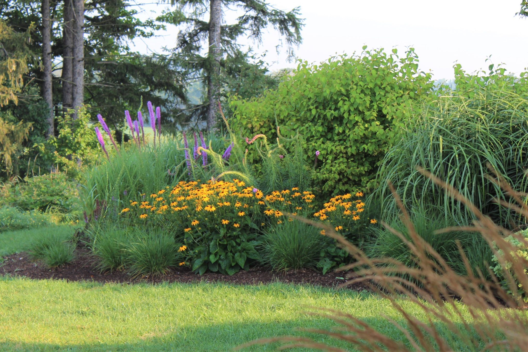The image showcases a vibrant garden with purple spiked flowers, clusters of yellow flowers, lush green bushes, and trees in the background.