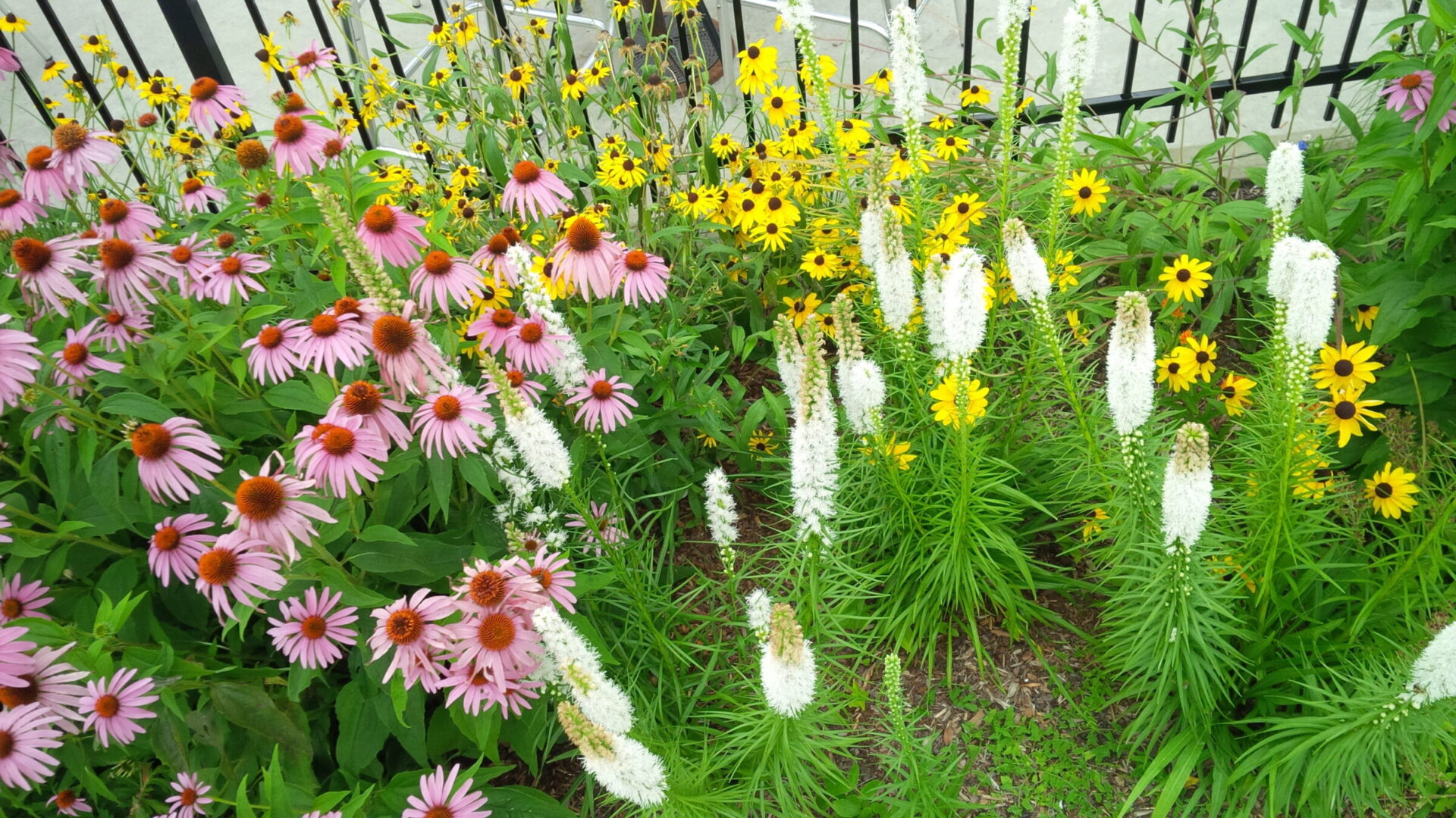 A vibrant garden with pink Echinacea, yellow Black-eyed Susans, and white spiky flowers, against a metal fence, indicative of a well-maintained green space.