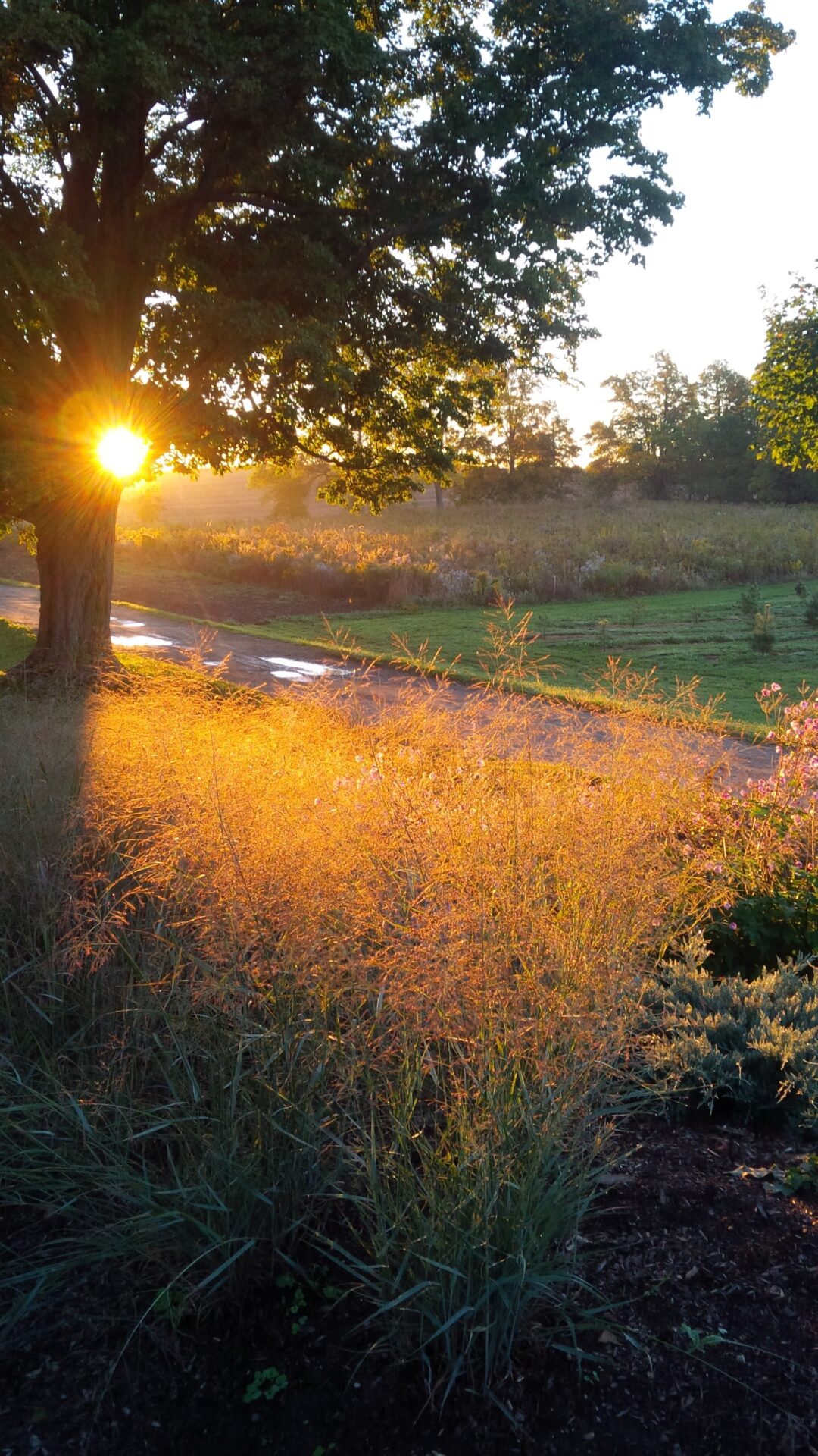 The image captures a serene sunrise with the sun peeking through large trees, illuminating golden grasses and casting long shadows on a pathway.