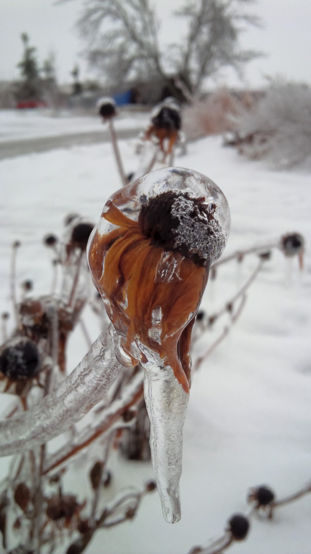 The image shows brown plants encased in clear ice, with a blurred snowy background, highlighting the beauty of nature after an ice storm.