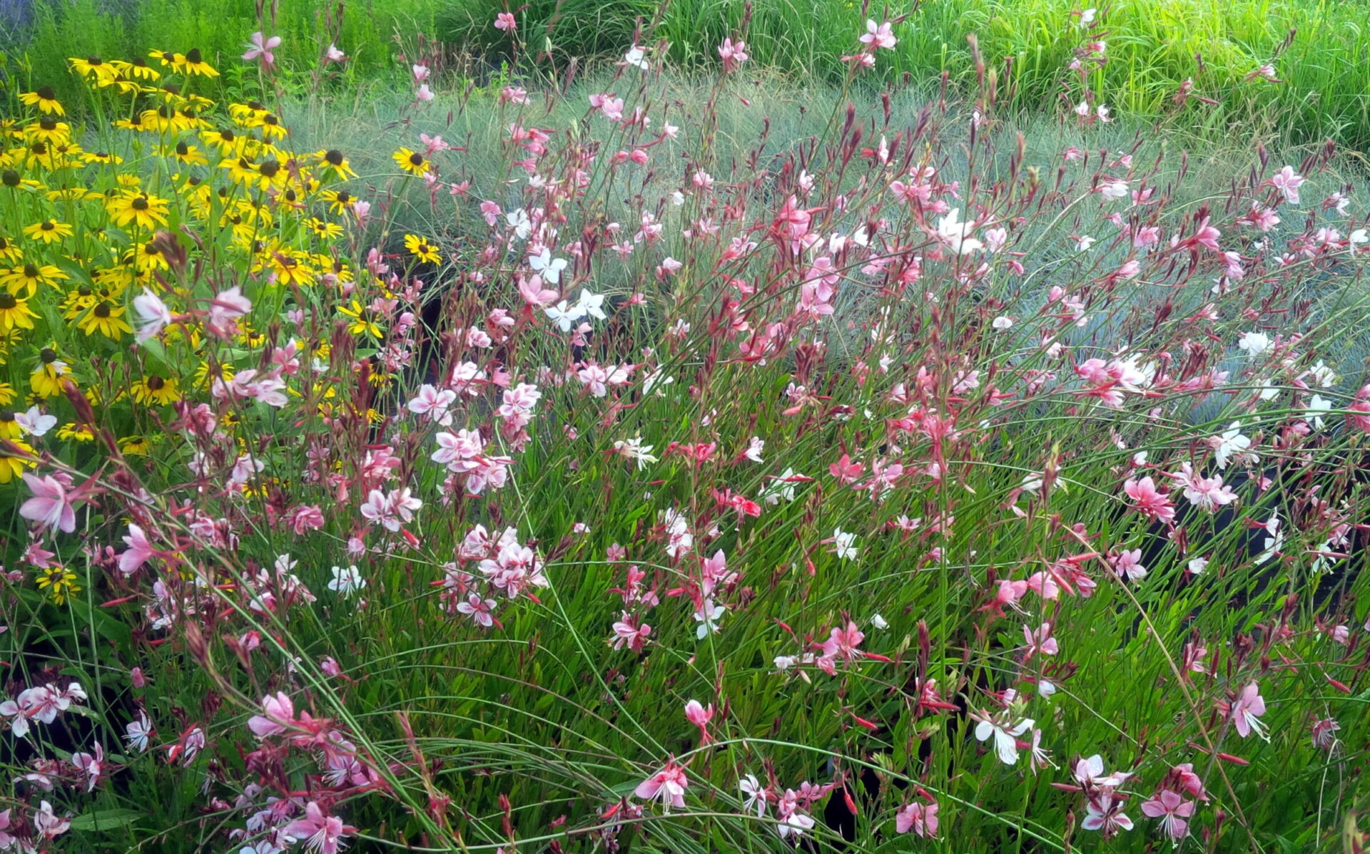 This image displays a vibrant wildflower meadow with various species, including prominent pink and yellow blossoms, amidst lush green foliage.