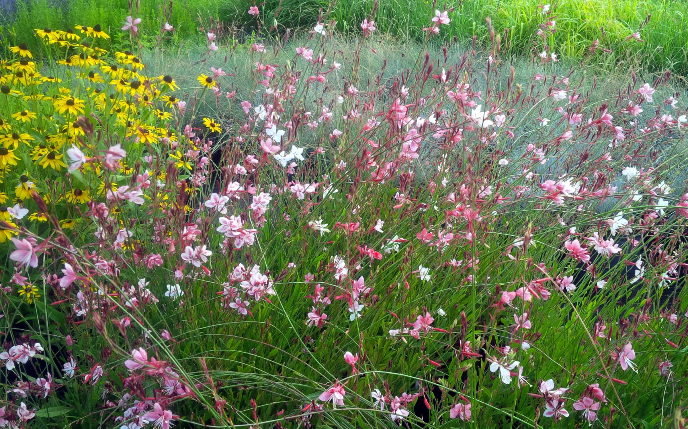 This image shows a vibrant wildflower meadow with a mix of pink and yellow blooms among green grass, portraying a diverse and natural habitat.