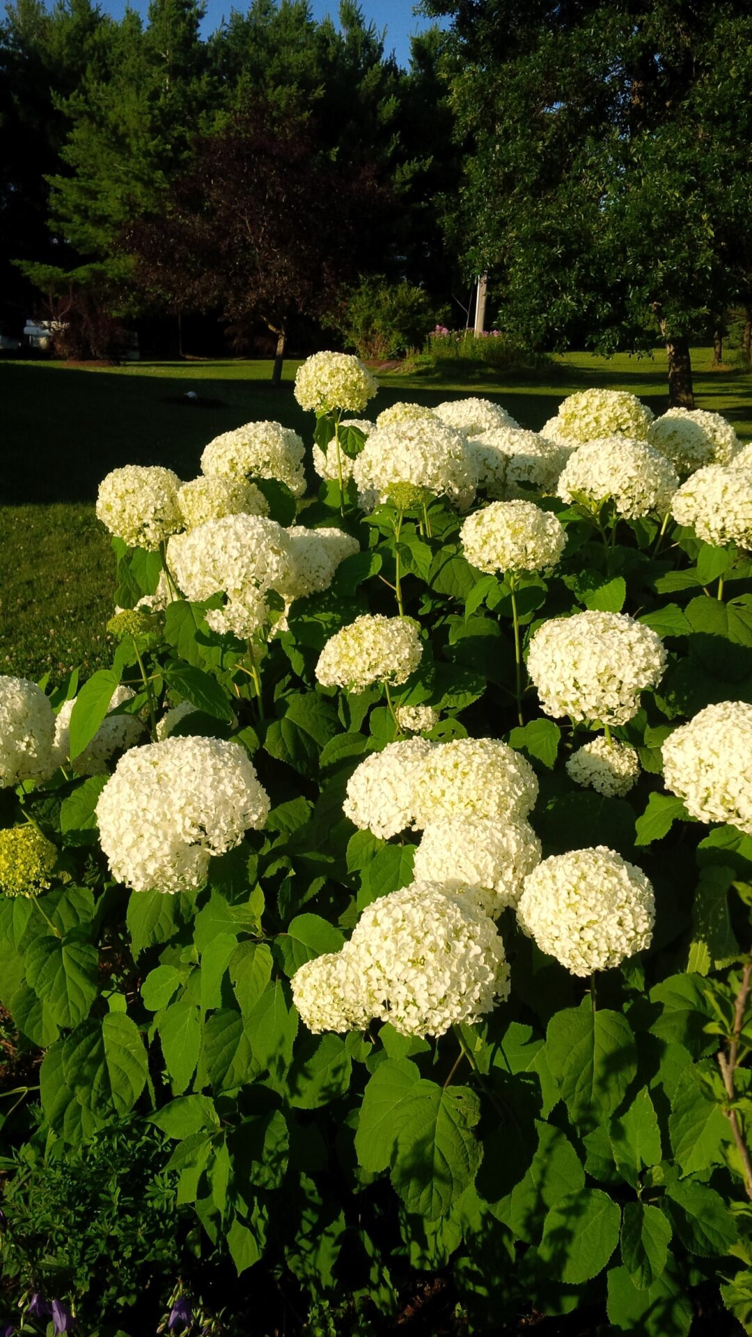 This image features a cluster of lush, white hydrangea flowers in full bloom, set against a diverse background of trees and a clear sky.