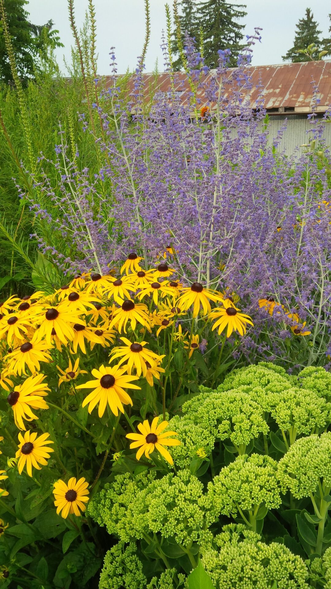 The image shows a vibrant garden with yellow Black-eyed Susans and purple flowers contrasted against green foliage, with a rustic roof in the background.