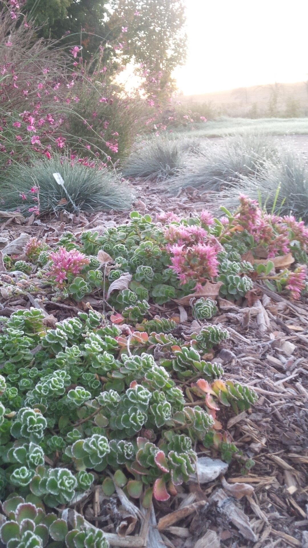 A tranquil garden scene at sunset with flowering pink plants, decorative grasses, and succulents with variegated leaves. Sunlight softly touches the foliage.