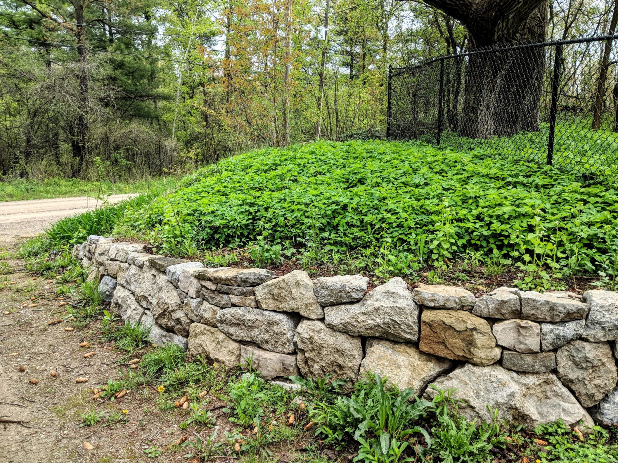 This image shows a rustic stone wall in the foreground with a blanket of green plants behind it. A dirt road and chain-link fence are visible.