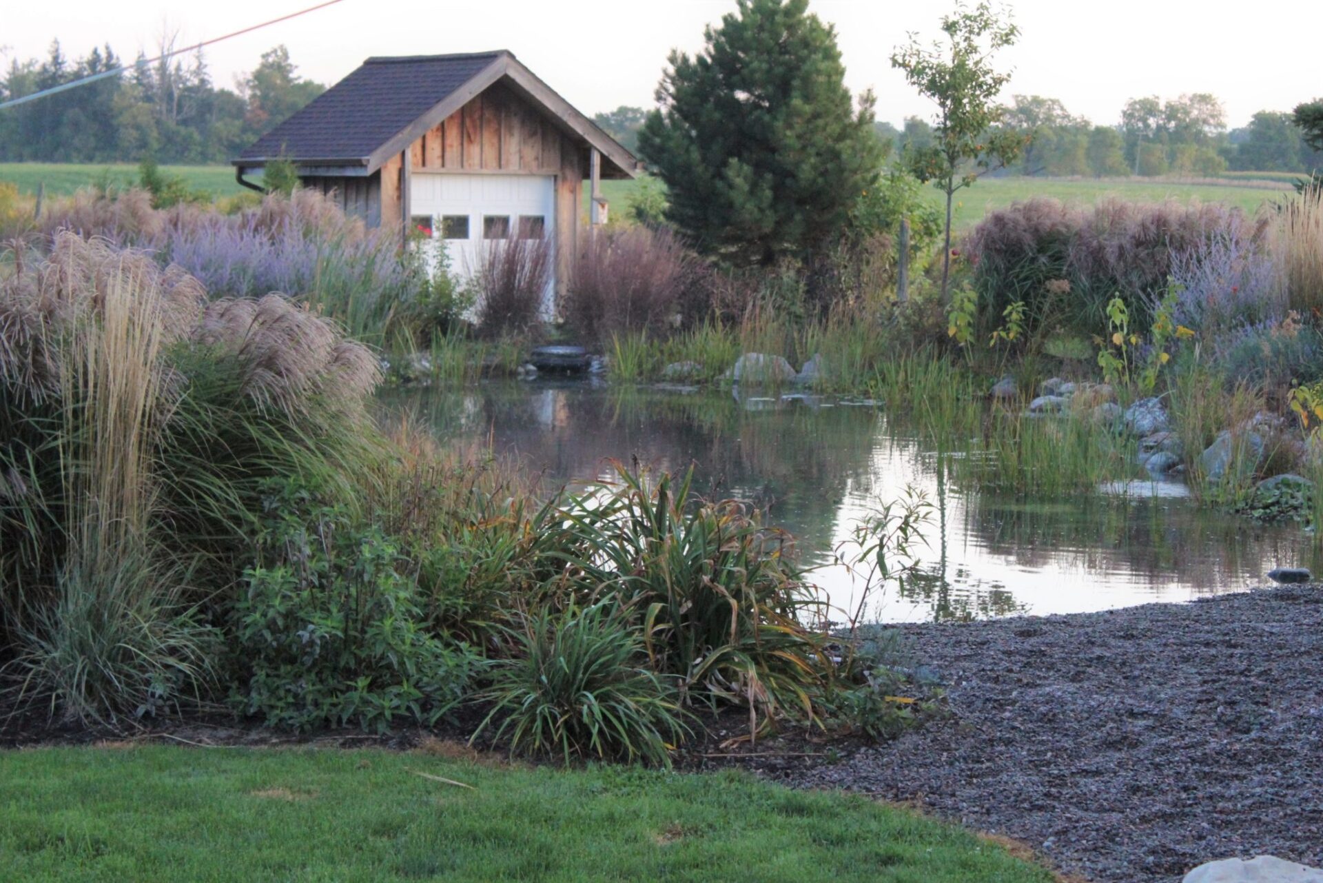 A serene garden with a pond, lush ornamental grasses, a small wooden structure, and a tree in a tranquil environment during dusk.