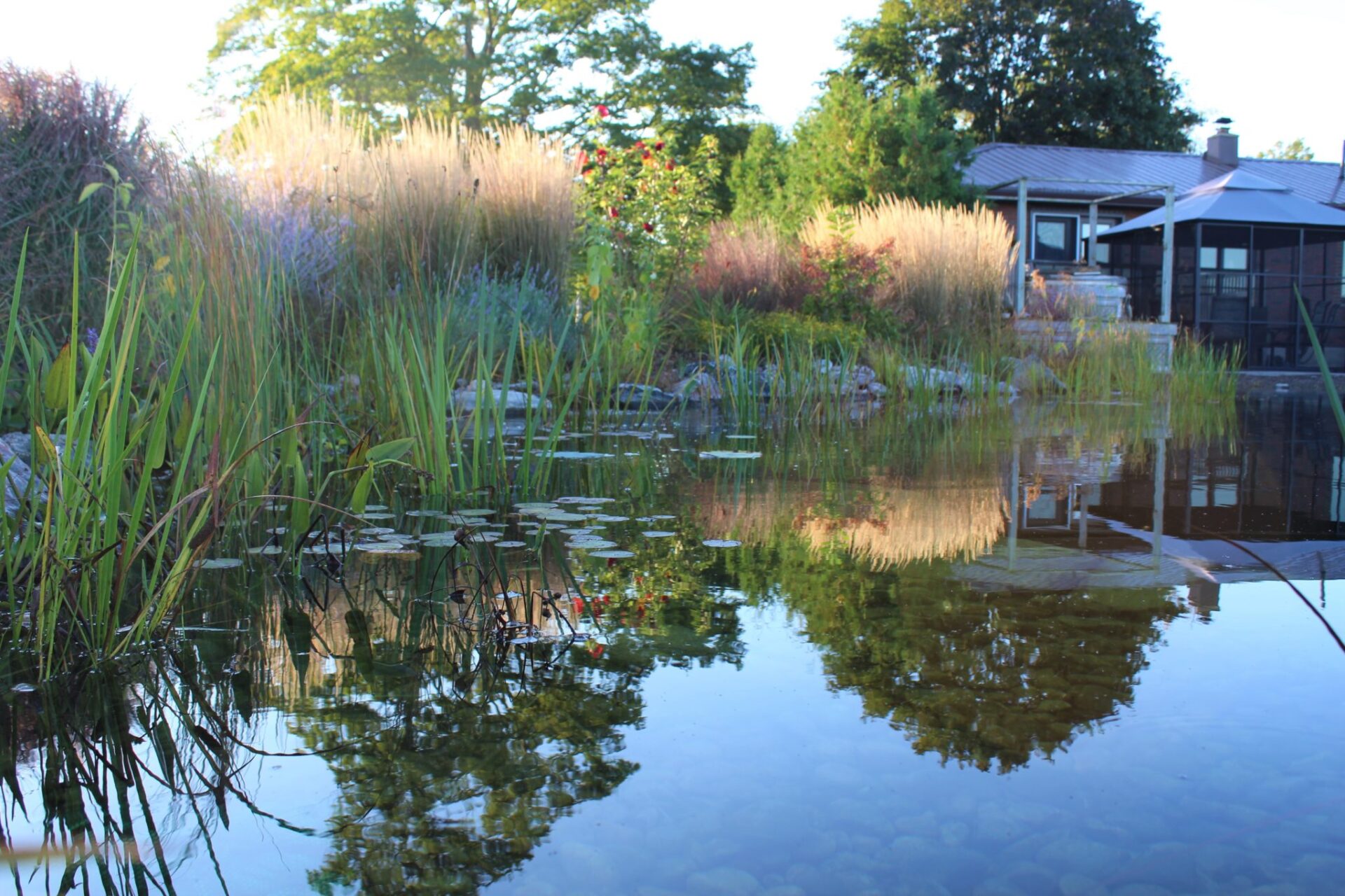 A tranquil pond with water lilies and reeds reflecting a house and trees, under a clear blue sky during golden hour.