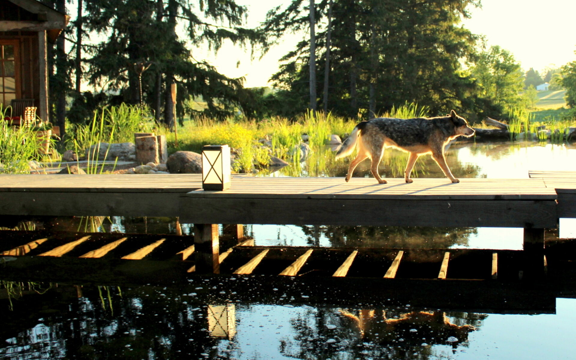 A dog walks across a wooden dock during sunset, the scene reflects beautifully in calm water, with trees and a cabin in the background.