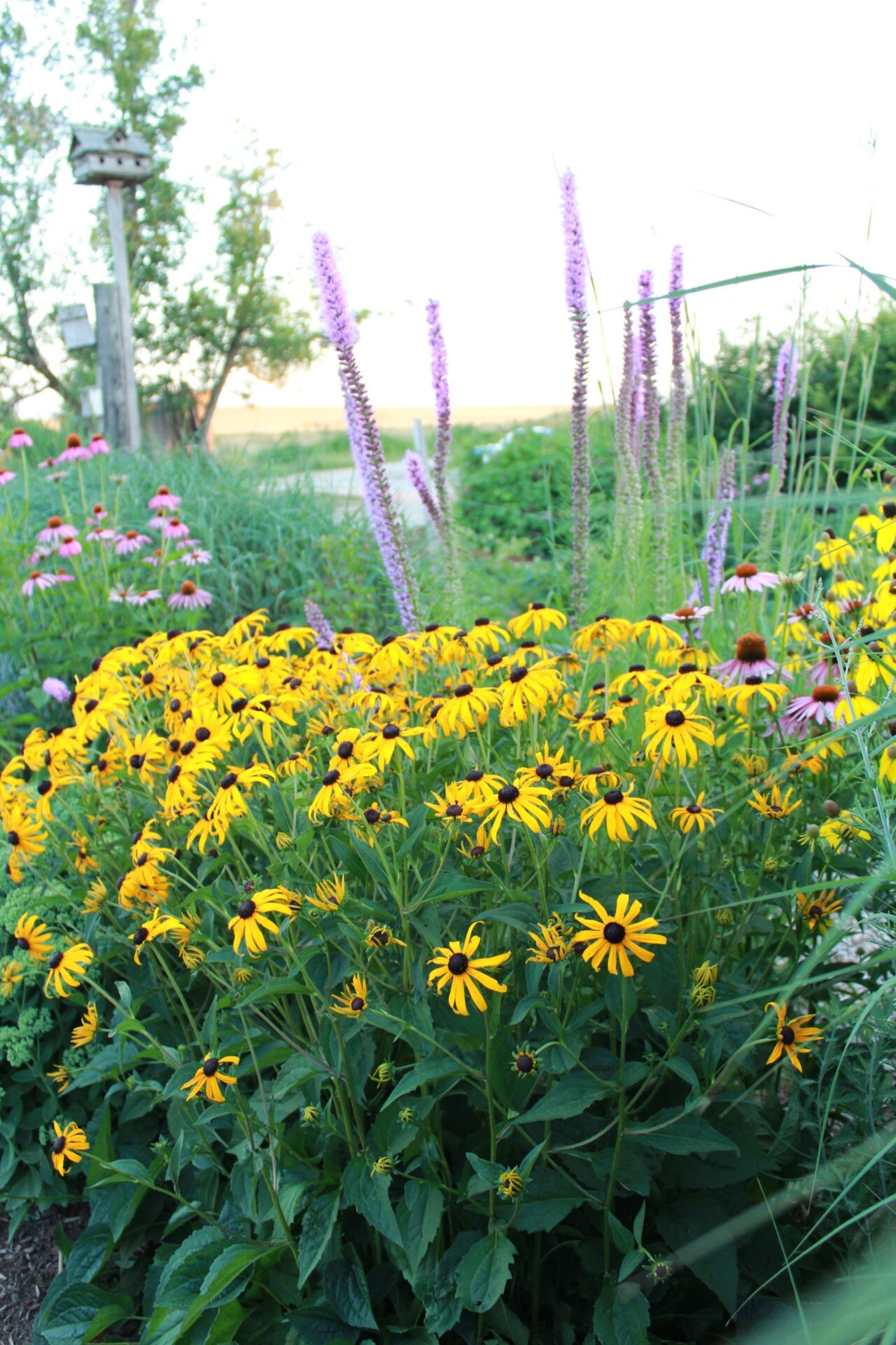 Vibrant garden with yellow Black-eyed Susans and purple spiky flowers in the foreground; birdhouse on a post and trees in the blurred background.