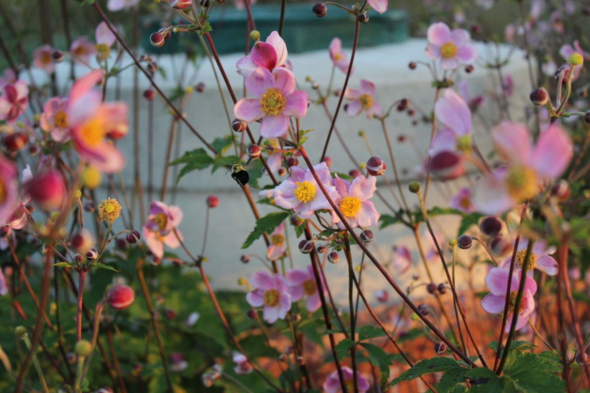 A vibrant cluster of delicate pink flowers with yellow centers blooms amidst slender stems, with a bee hovering near one blossom, against a soft dusk light.