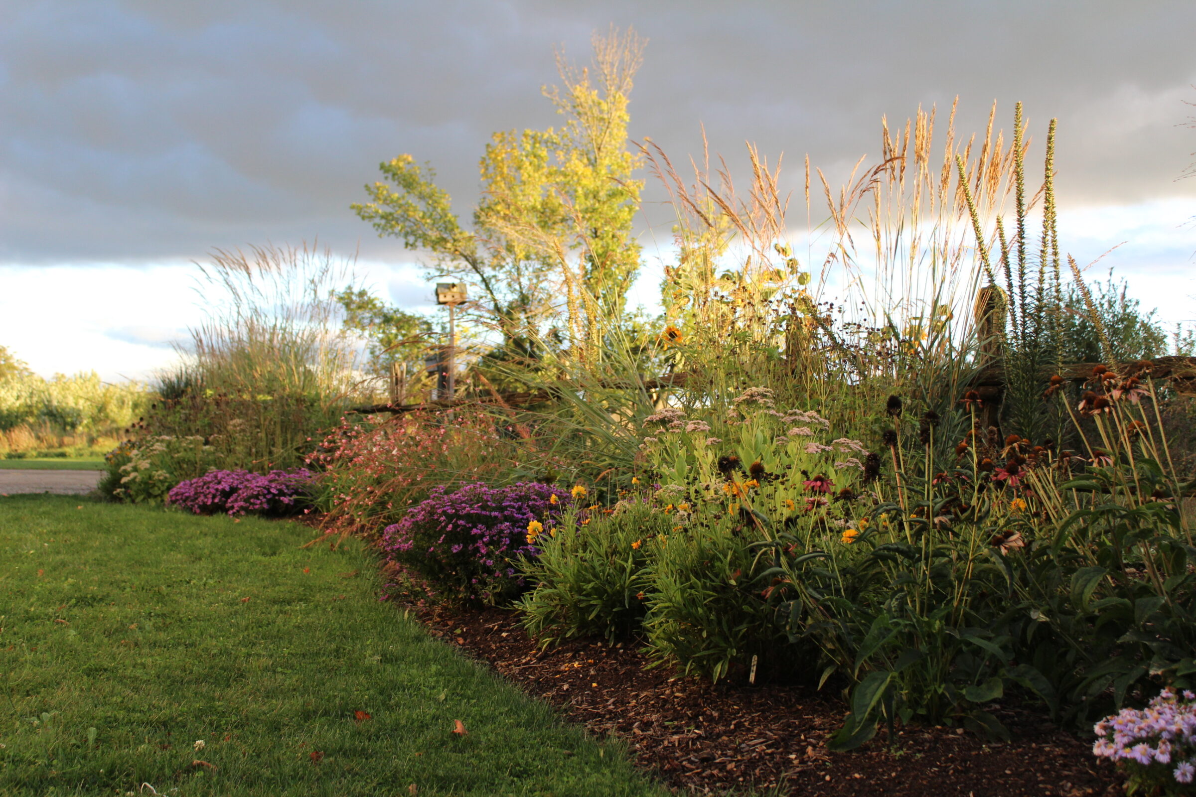 The image shows a flourishing garden with vibrant purple flowers, green grass, and various plants against a backdrop of a stormy sky.