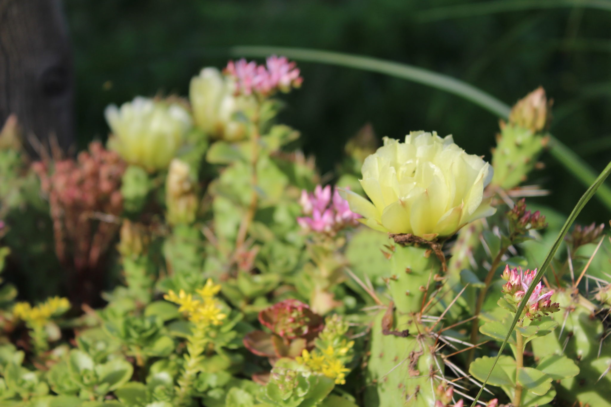 The image shows a blooming cactus with yellow flowers amidst various green plants with pink blossoms, all illuminated by soft sunlight.