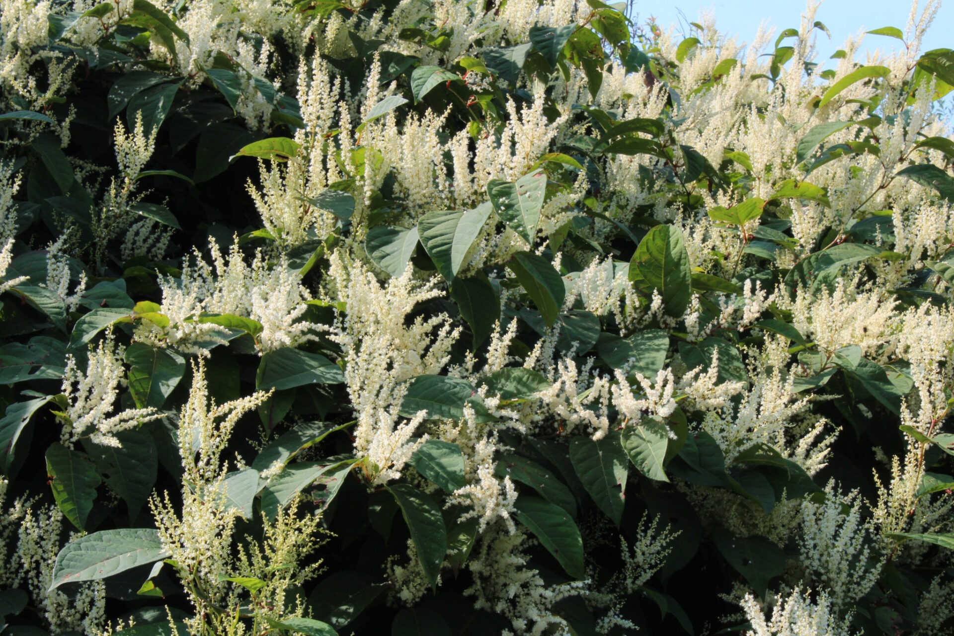 This image shows a dense cluster of flowering shrubs with white blossoms, surrounded by green leaves, under a clear sky in daylight.