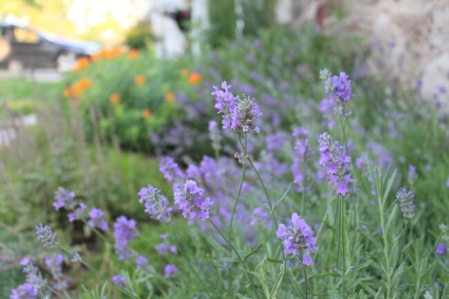 A serene garden with purple lavender in bloom, green foliage, and blurred orange flowers in the background, with partial view of a vehicle.