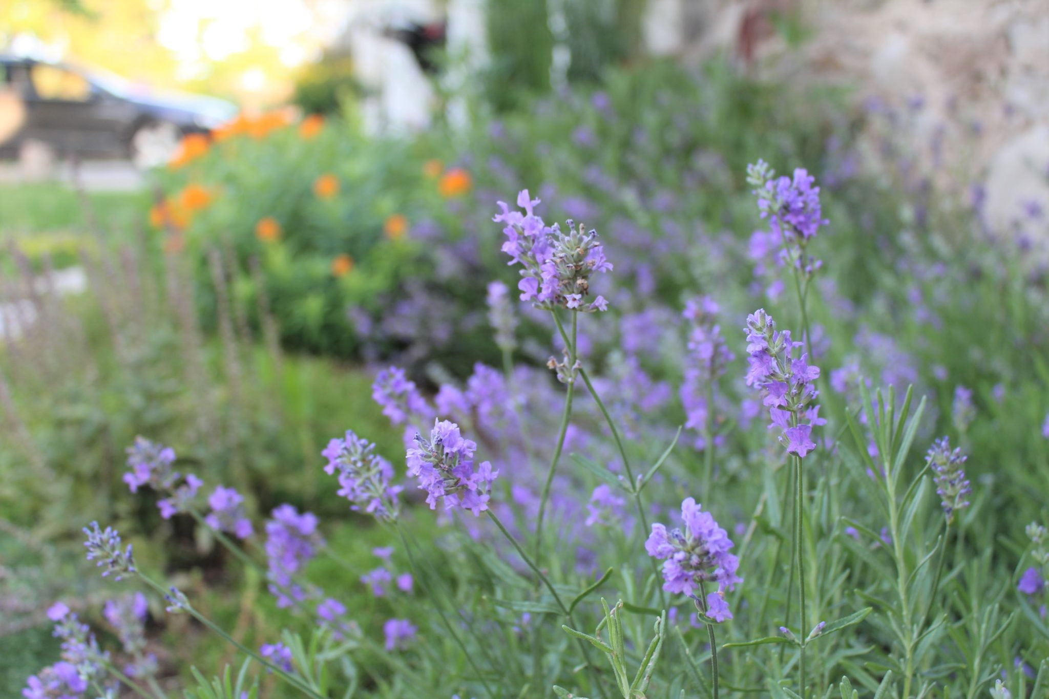 A serene garden with purple lavender in bloom, green foliage, and blurred orange flowers in the background, with partial view of a vehicle.