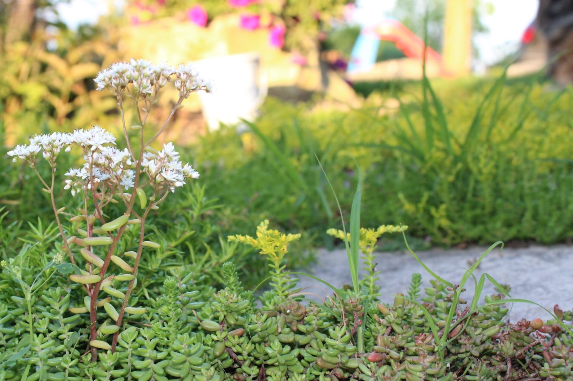 The image shows a close-up of succulent plants with tiny white flowers, lush greenery in the background, and a blurred children's play area.