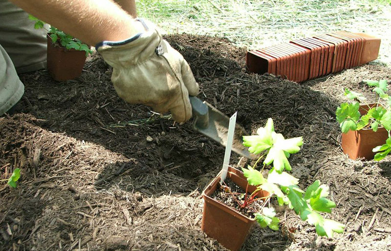 A person is gardening, wearing gloves, using a trowel to prepare soil for planting. Several young plants in pots await transplanting.