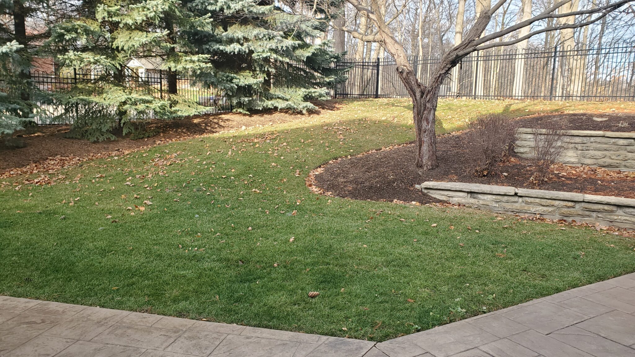 An outdoor setting with a manicured lawn, stone retaining wall, bare tree, evergreens, a wrought-iron fence, and scattered brown leaves on the ground.