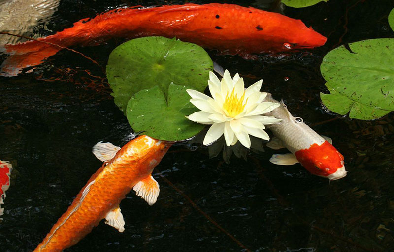 The image shows three brightly colored koi fish swimming among green lily pads and one white lily flower in a dark pond.